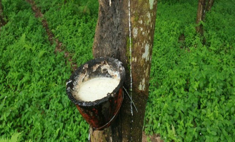 Karet mentah yang disadap dari pohon. Foto : Antara