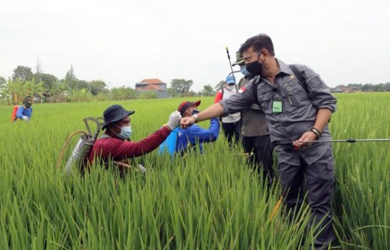 Mentan Syahrul Yasin Limpo (kanan) mendampingi petani melakukan pengendalian hama tanaman padi. Foto: Kementan