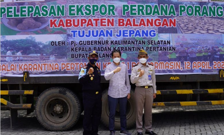 indoposco Bea Cukai Fasilitasi Umbi Porang dari Kalimantan Tembus Pasar Jepang