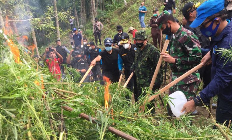 Kepala BNN RI Komjen Pol Petrus Golose (tiga kanan) bersama jajaran BNN dan TNI-Polri serta instansi terkait membakar pohon ganja di Desa Jurong, Kecamatan Sawang, Aceh Utara, Selasa (6/4/2021). Foto : Juni Armanto/indoposco.id