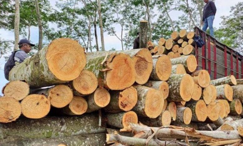 Pekerja membongkar muat potongan log kayu hasil tebangan hutan rakyat ke atas truk di Tulungagung, Jawa Timur, Kamis (18/2/2021). Foto : Antara/Destyan Sujarwoko/rwa.