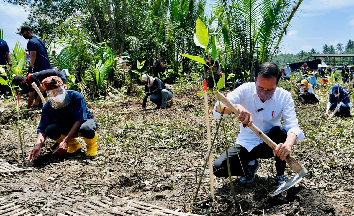 Presiden Tanam Mangrove Untuk Pemulihan Lingkungan Dan Mitigasi Iklim