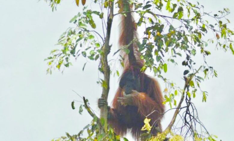 kebakaran hutan
