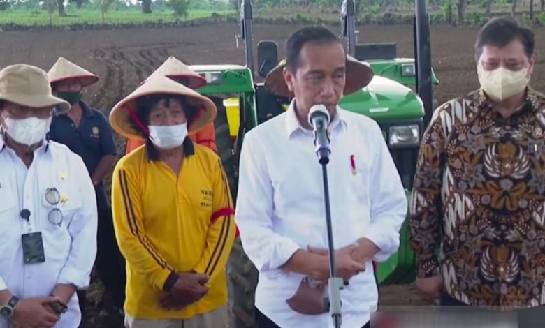 tanam jagung