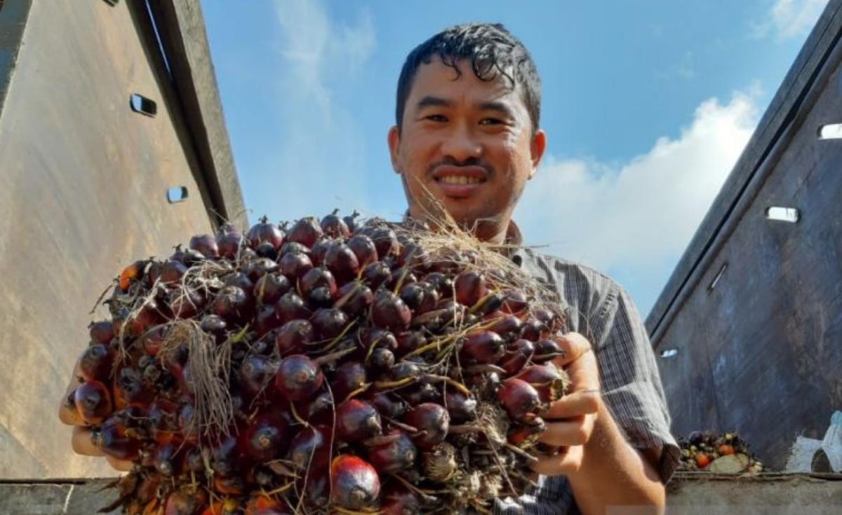 Indonesia Belanda Perkuat Kerja Sama Terkait Kapasitas Petani Sawit