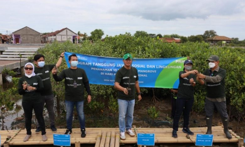pohon-mangrove