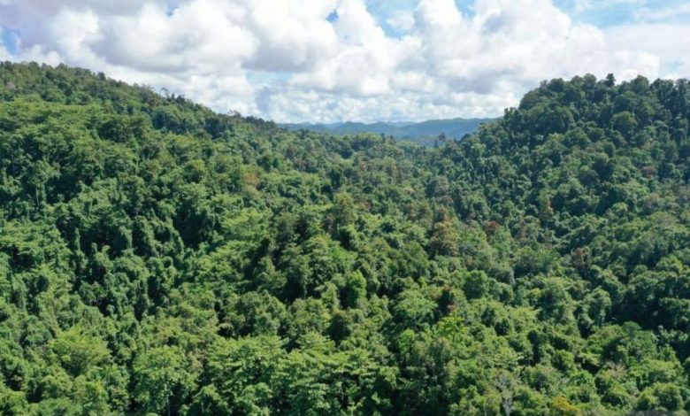 kawasan cagar alam papua