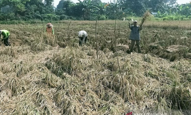 sawah di kota jakbar