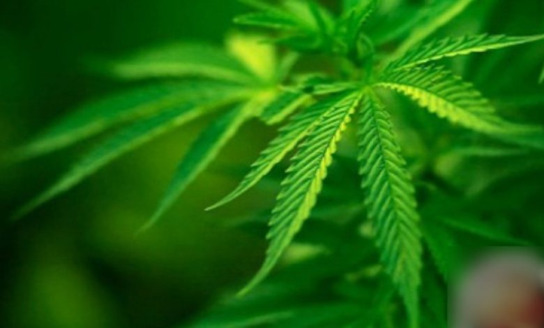 ganja