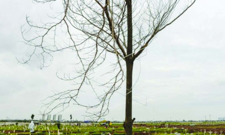 pohon