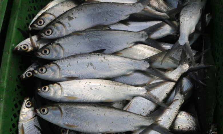 Ikan Bandeng