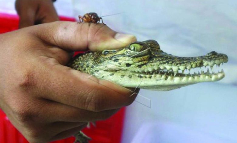 buaya