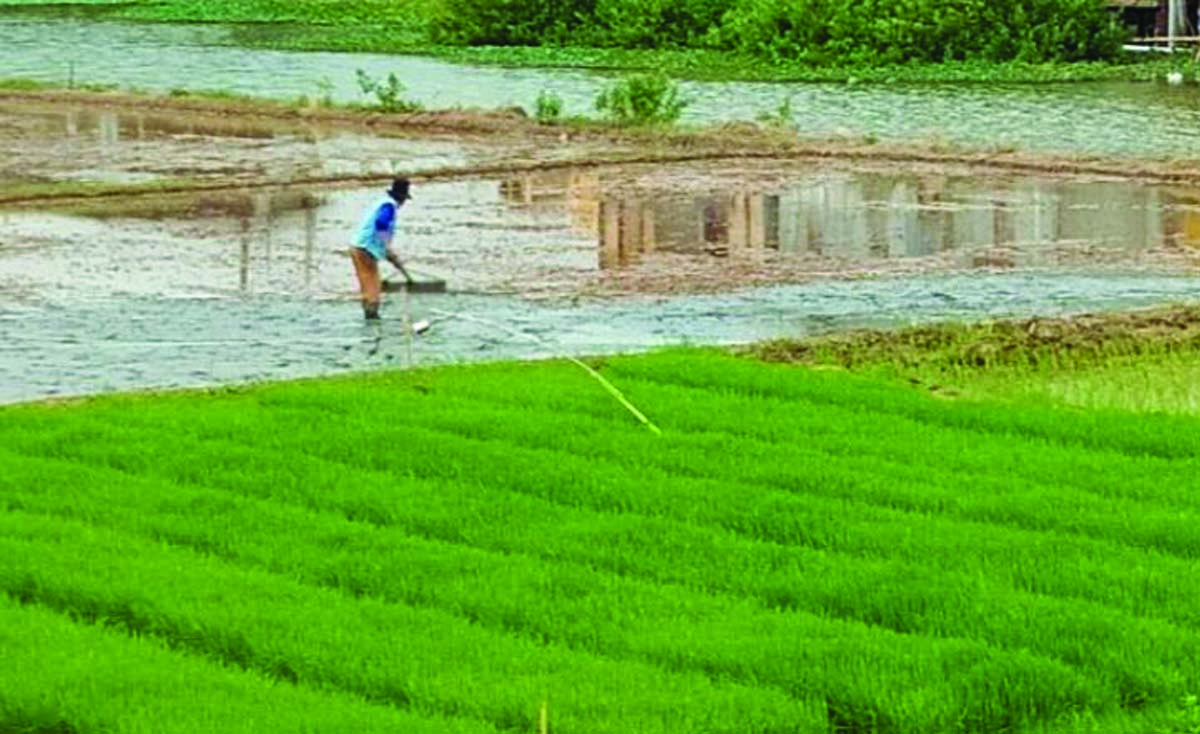 Lahan Sawah Di Kabupaten Bekasi Diminta Dilindungi Dalam Rtrw Indoposco