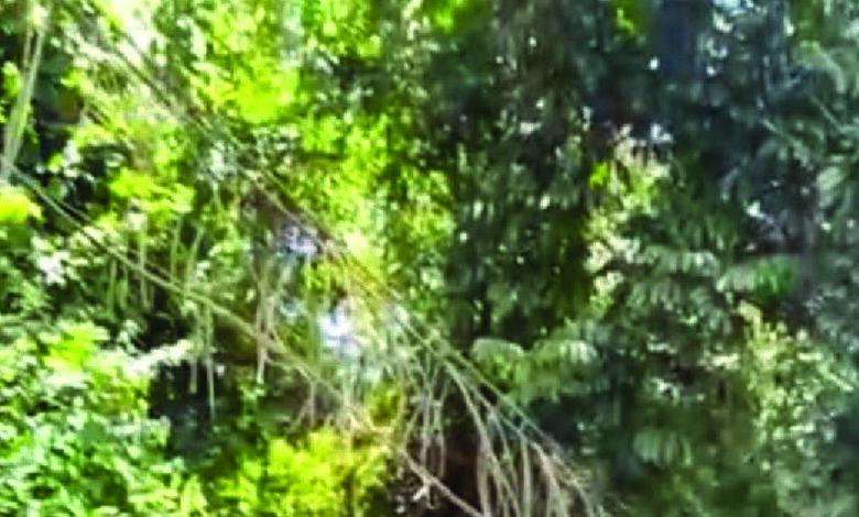 papua