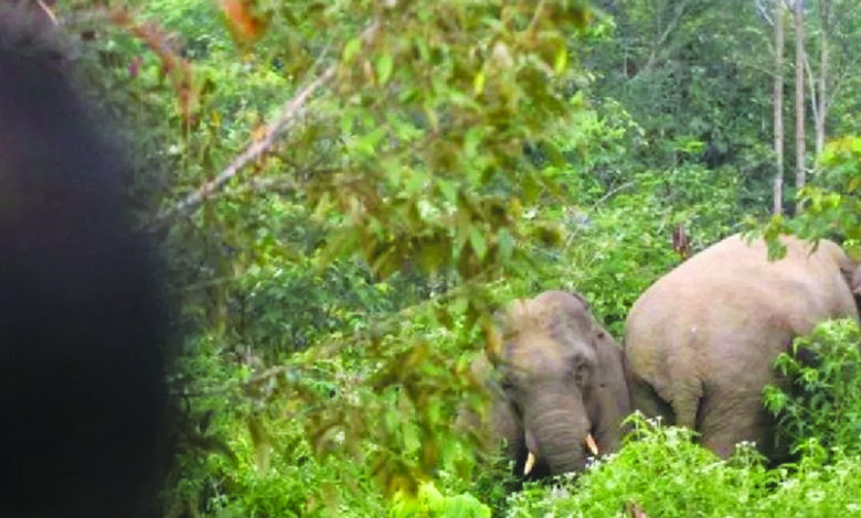 gajah