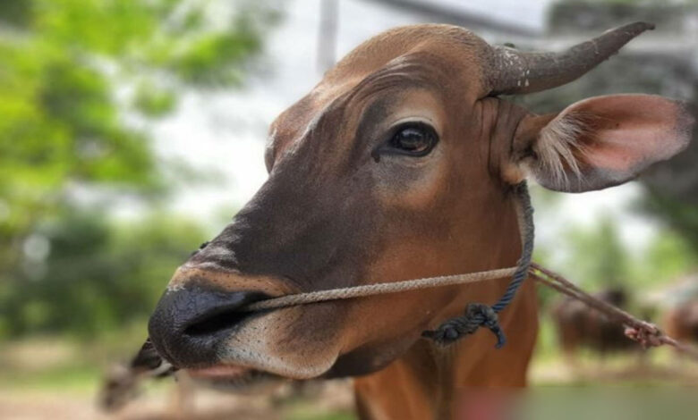 Sapi-kurban-Kepri