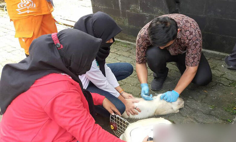 Hewan-Rabies