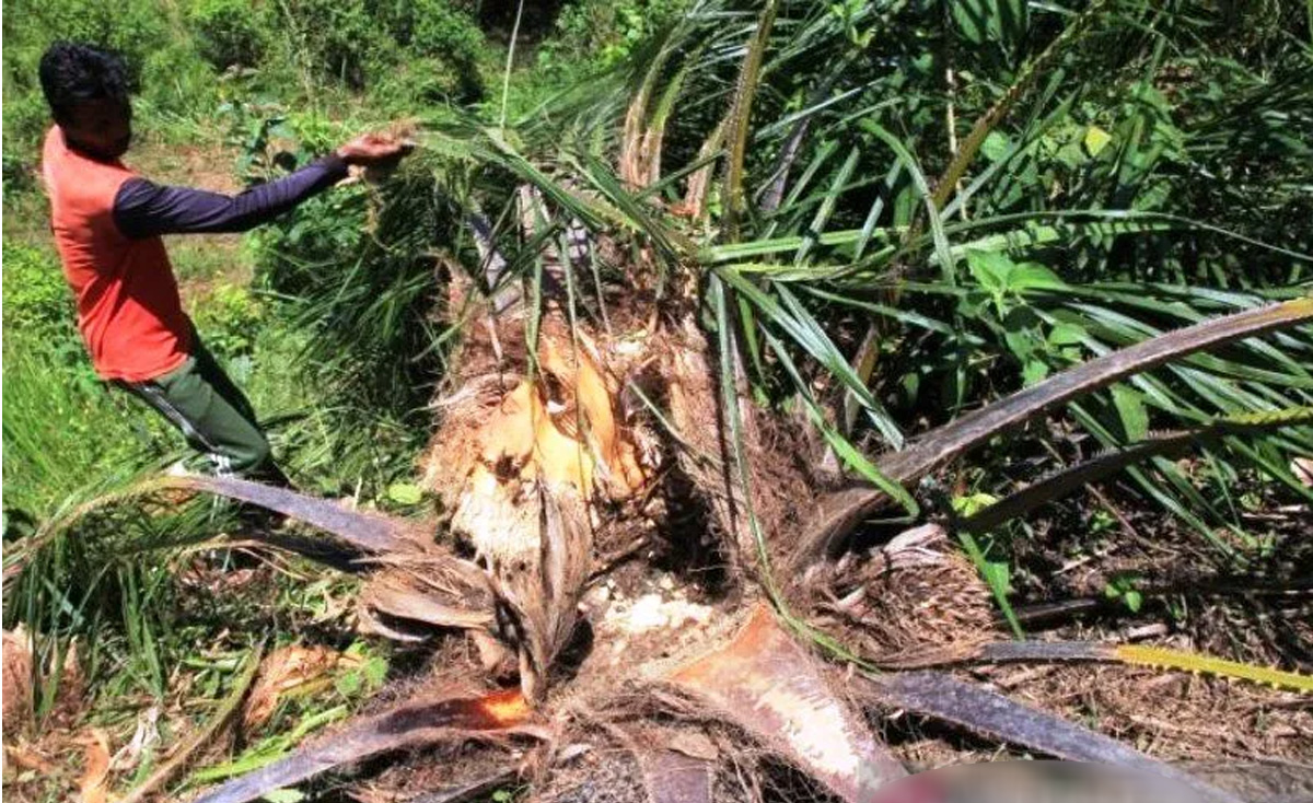 Gajah Mengamuk Dan Rusak Kebun Kelapa Sawit Di Aceh Barat Indoposco