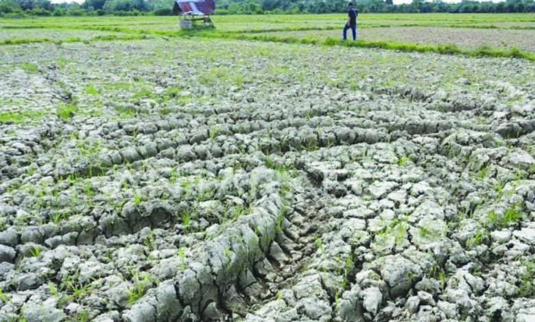 sawah