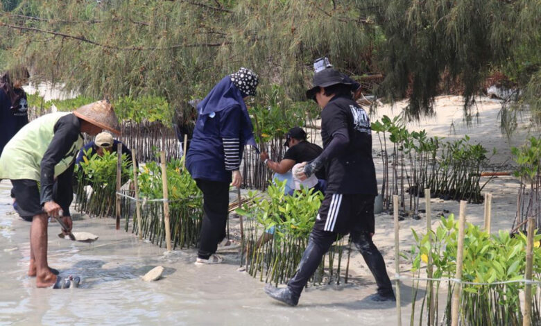 Penanaman-Mangrove-co