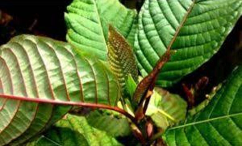Tanaman-Kratom-co
