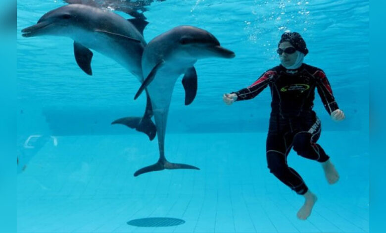 Swimming-With-Dolphin-co