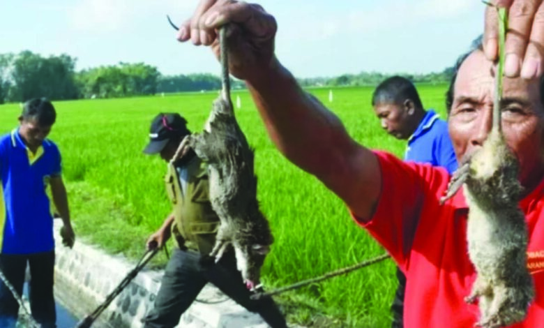 tikus