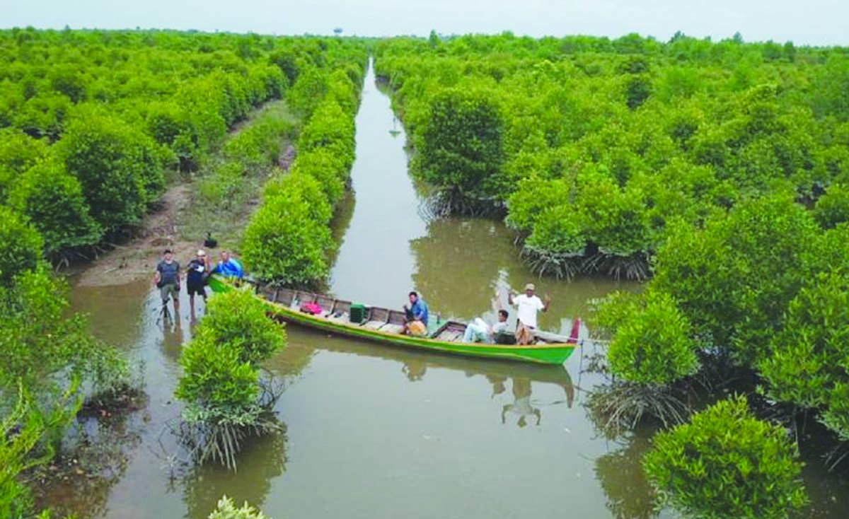 Klhk Realisasi Rehabilitasi Hutan Dan Mangrove Seluas Ha