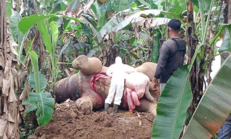 Gajah-Mati