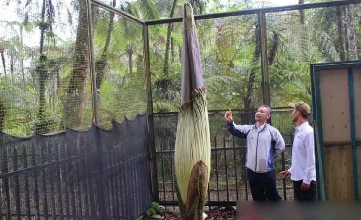 Bunga Bangkai Muncul Di Kebun Raya Cibodas Pekan Ketiga April Bakal