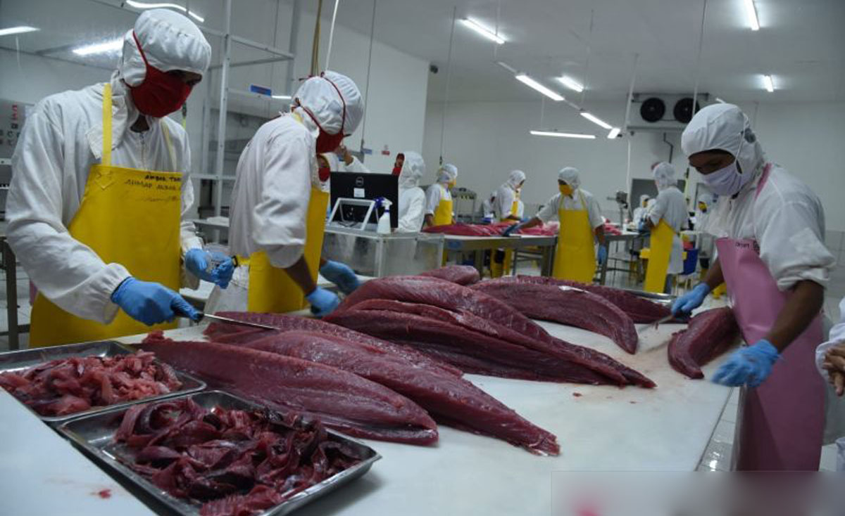 KKP Tingkatkan Investasi Hulu Hilir Perikanan Tuna Di Indonesia Indoposco