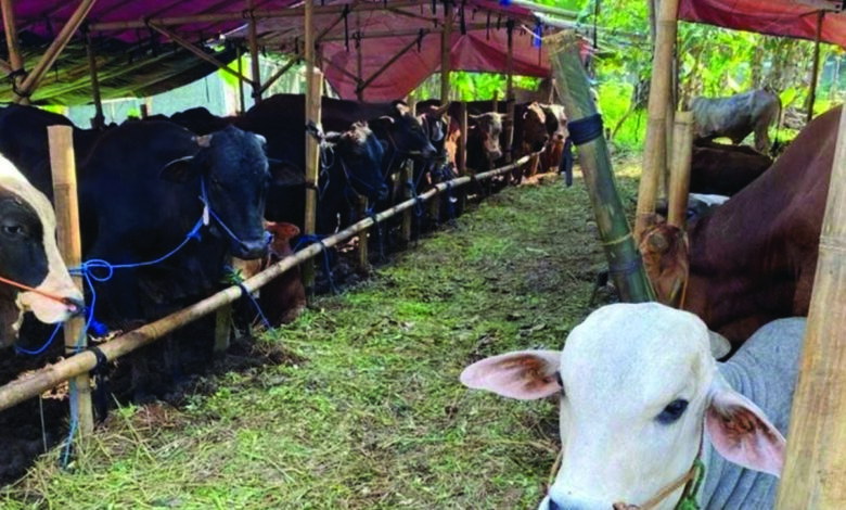 sapi