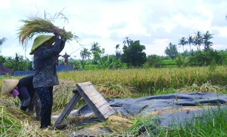 petani