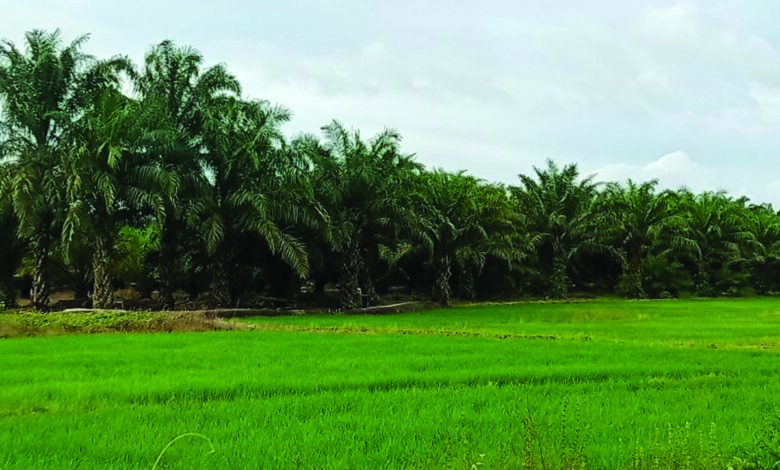 sawah