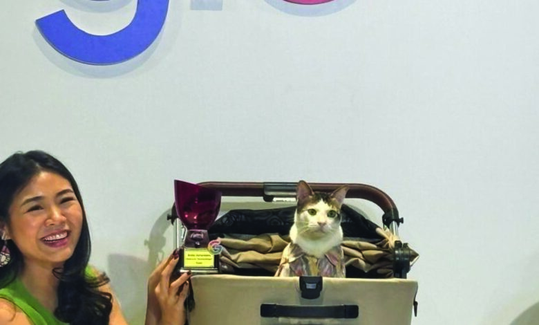 kucing