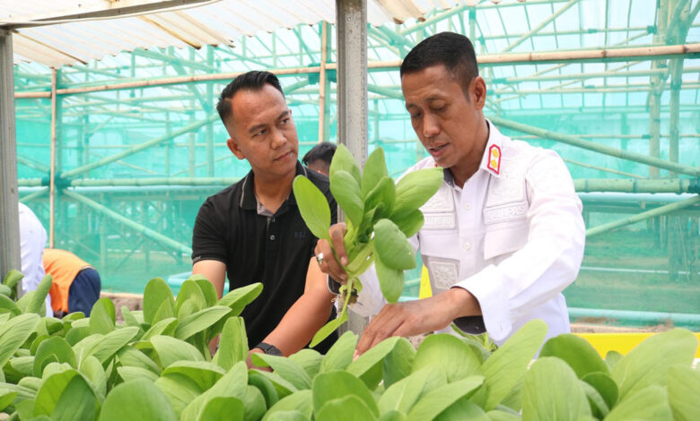 Panen-Sayur