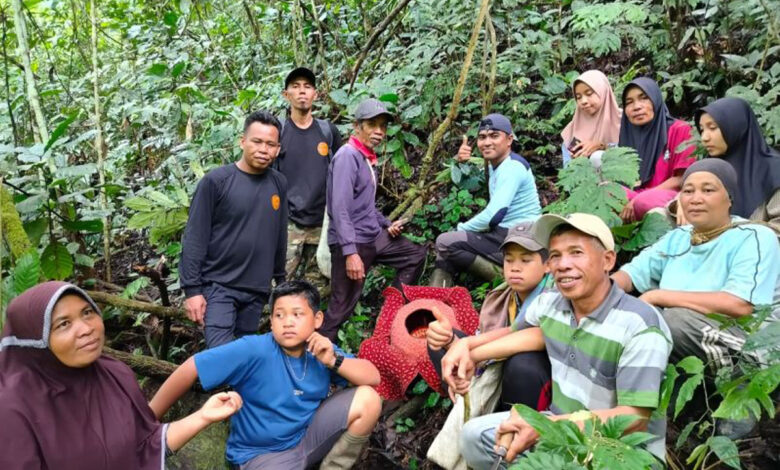 Rafflesia