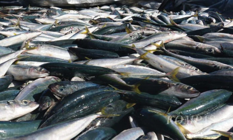 ikan
