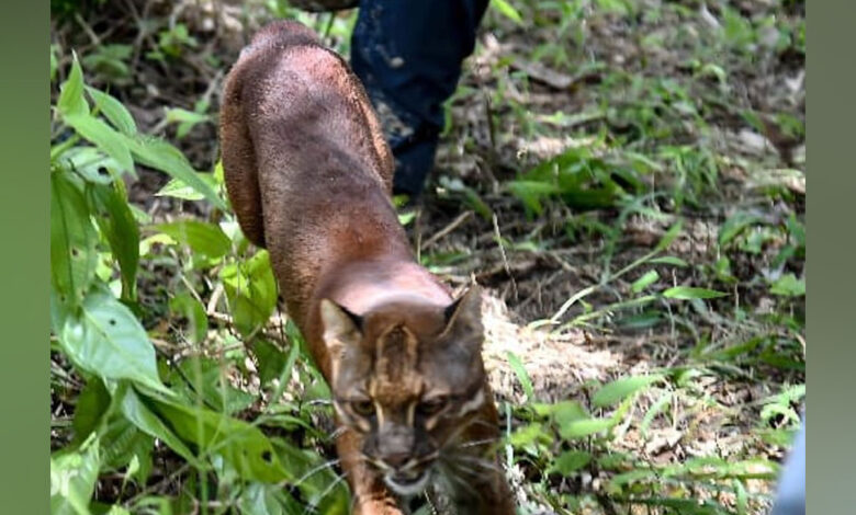 Kucing-Emas