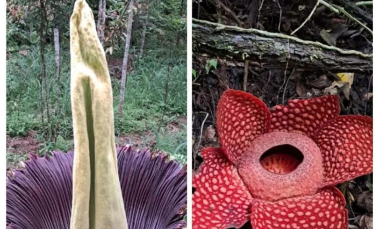 Rafflesia-Arnoldi