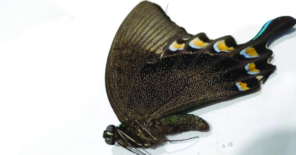 kupukupu