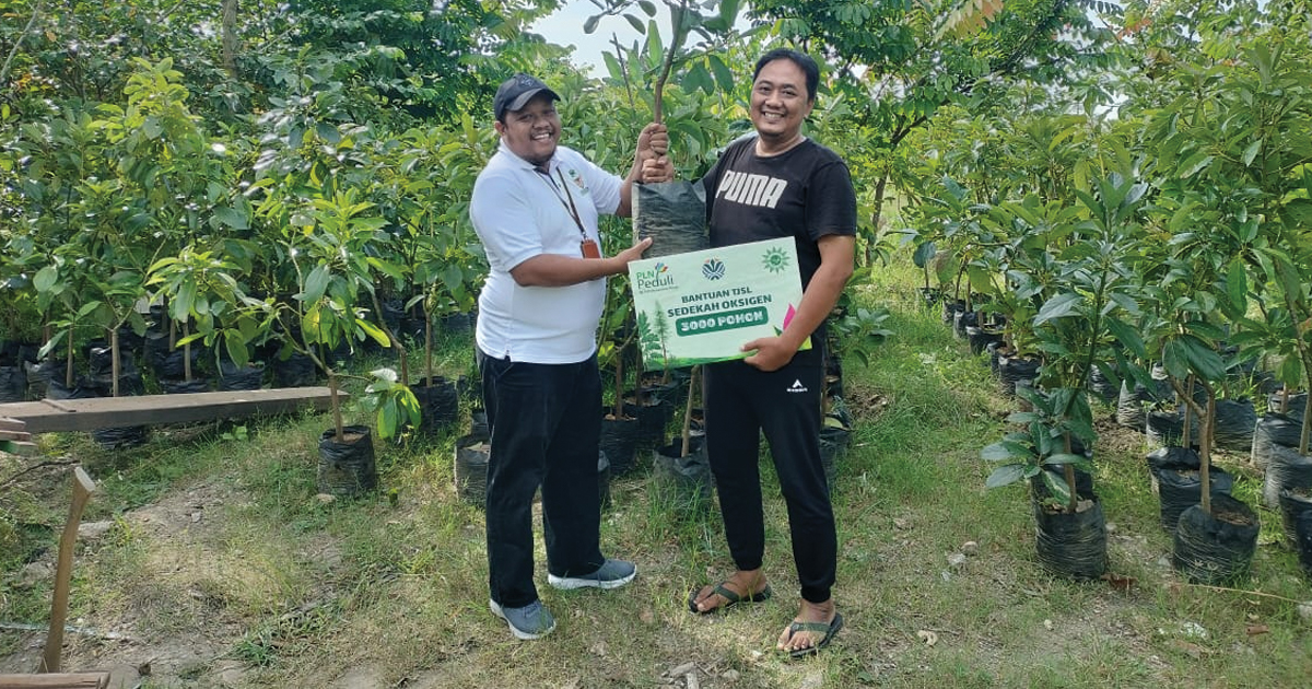 pohon
