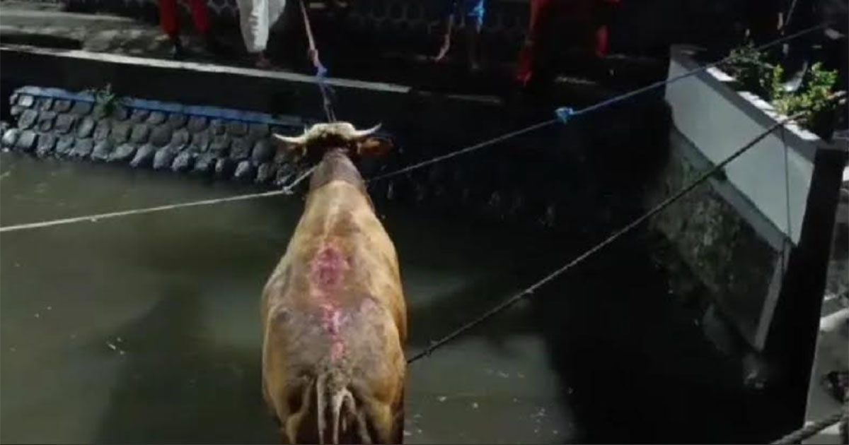 sapi