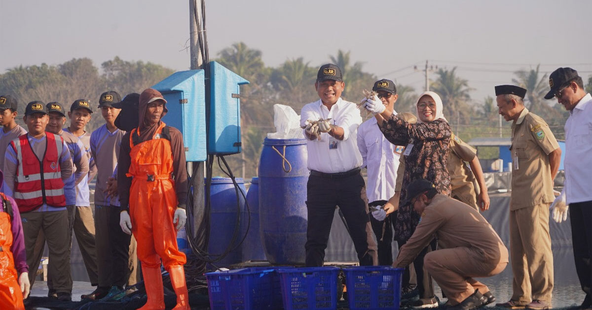 Budidaya-Udang