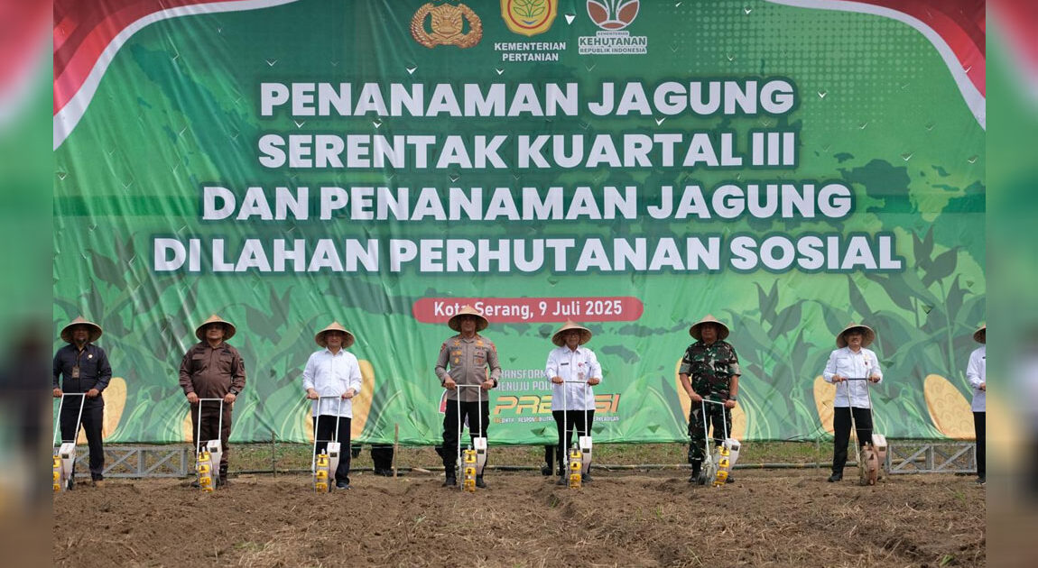 Penanaman-Jagung