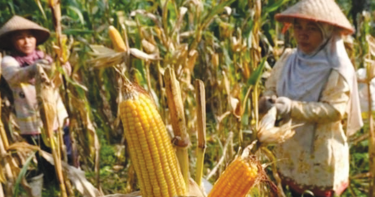 jagung