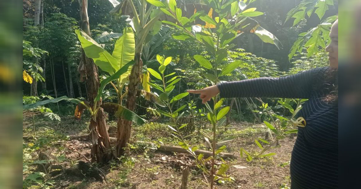 Petani-Lebak