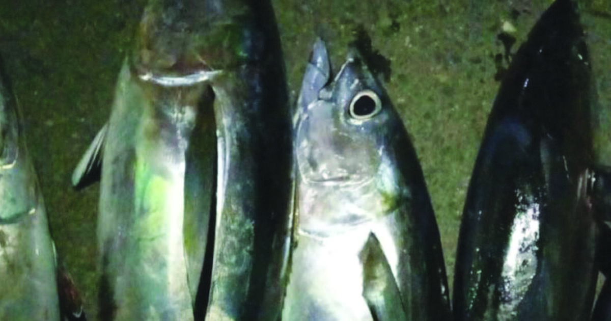 ikan