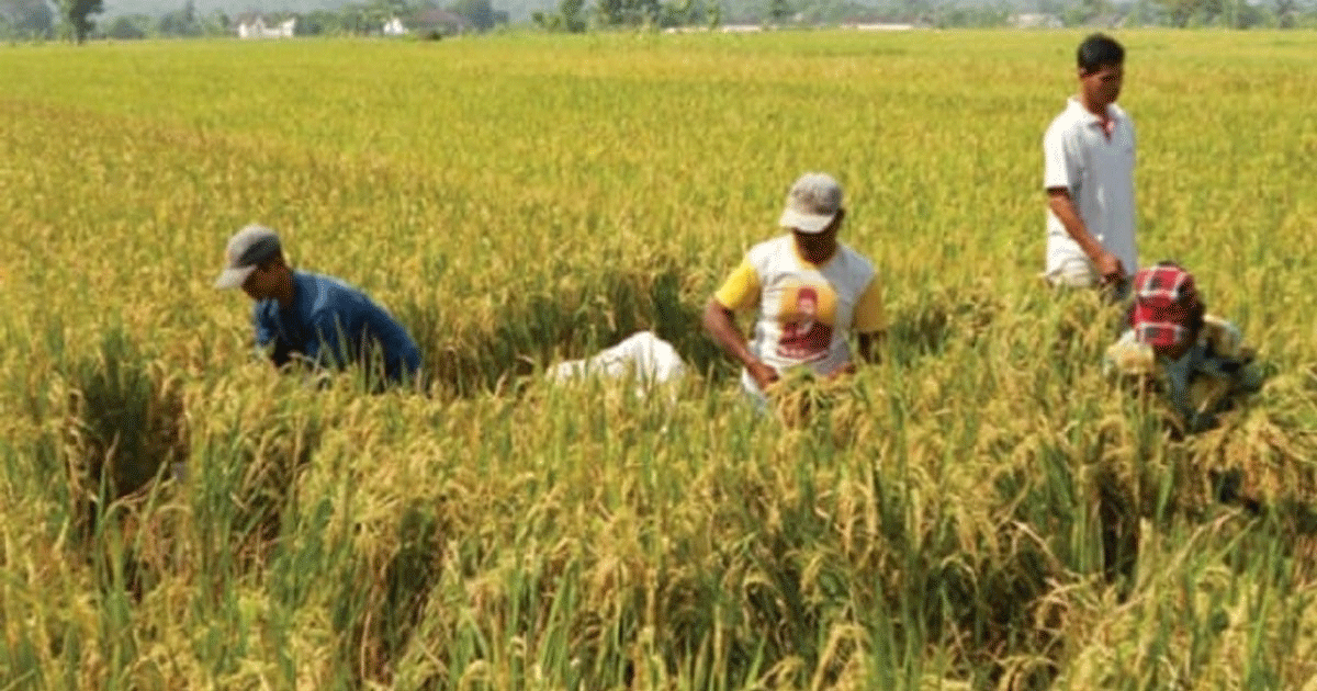 petani-panen