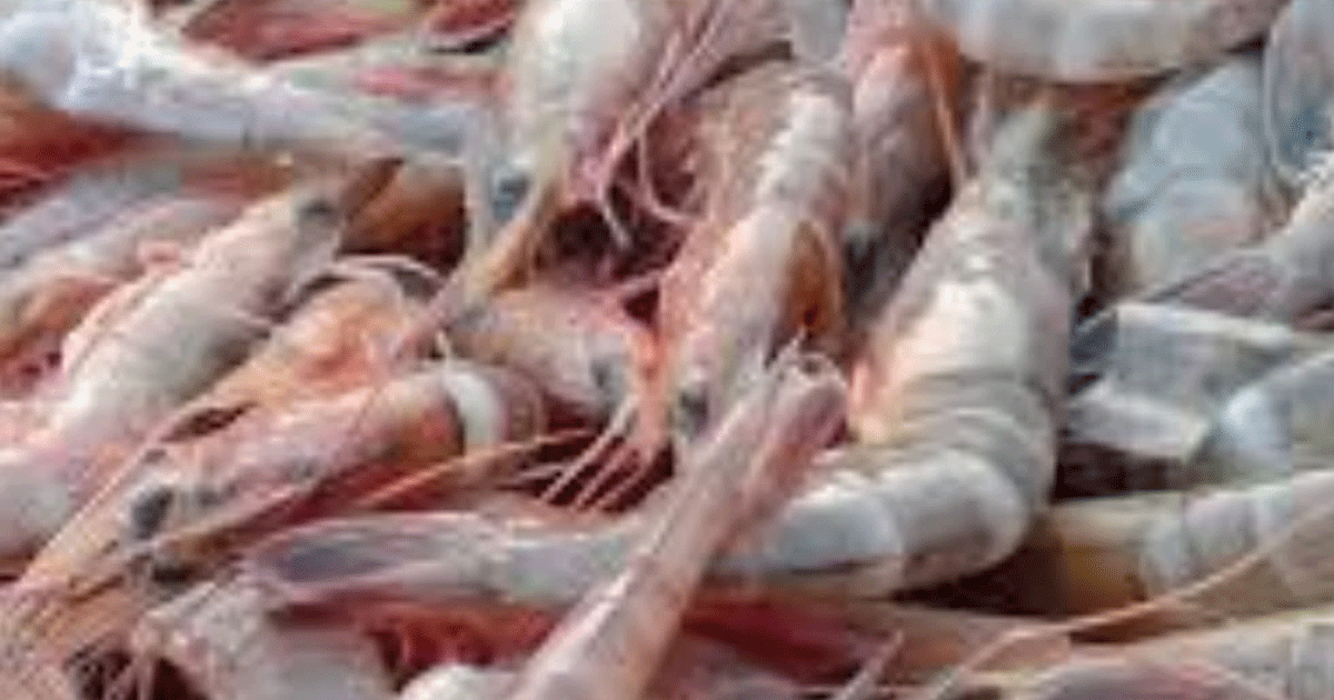 udang